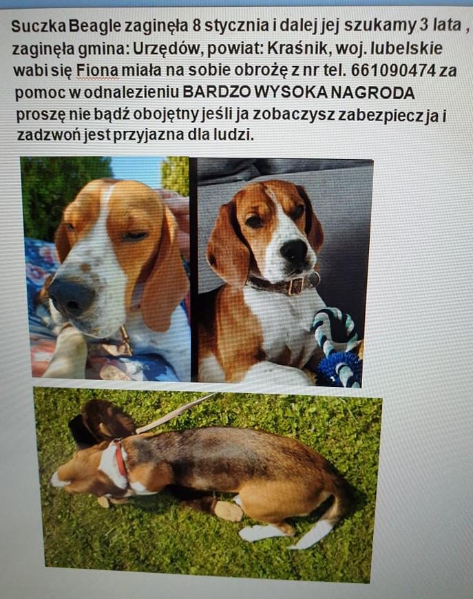 Ogłoszenie w sprawie zaginionego psa