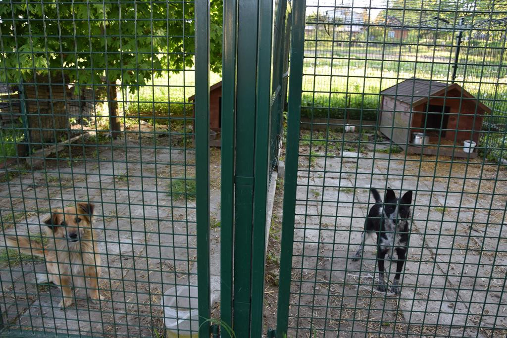 Urząd Gminy w Dzierzkowicach poszukuje właścicieli dwóch psów