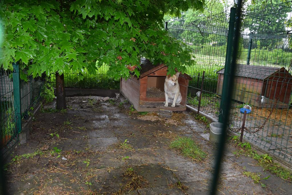 Urząd Gminy w Dzierzkowicach poszukuje właściciela psa