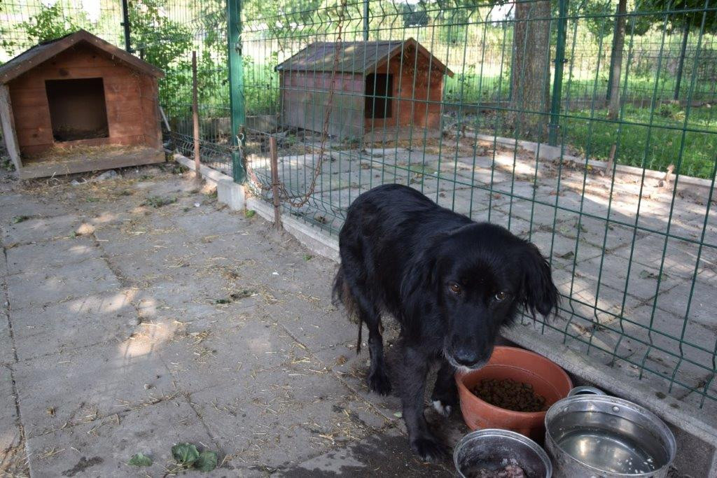 Urząd Gminy w Dzierzkowicach poszukuje właściciela psa - zdjęcie