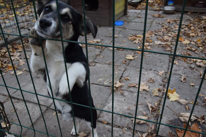 Poszukiwany właściciel psa - zdjęcie