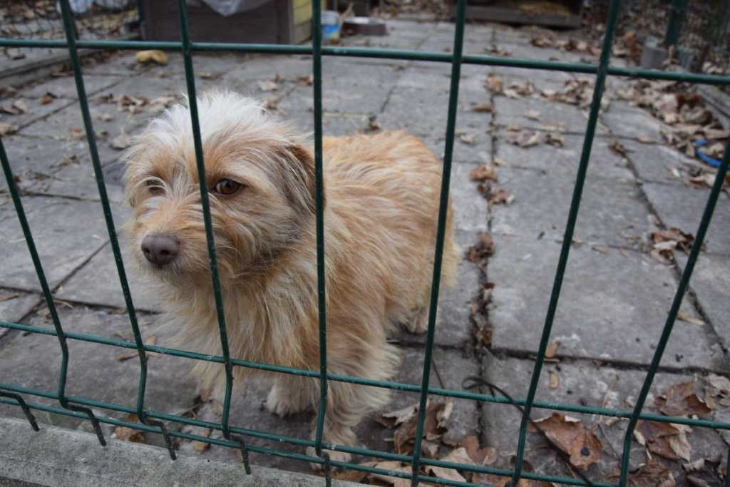 Poszukiwany właściciel psa - zdjęcie