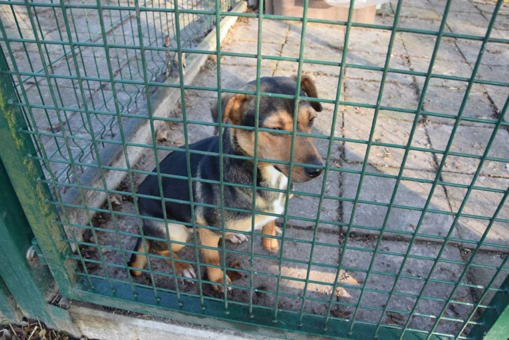 Poszukiwany właściciel psa