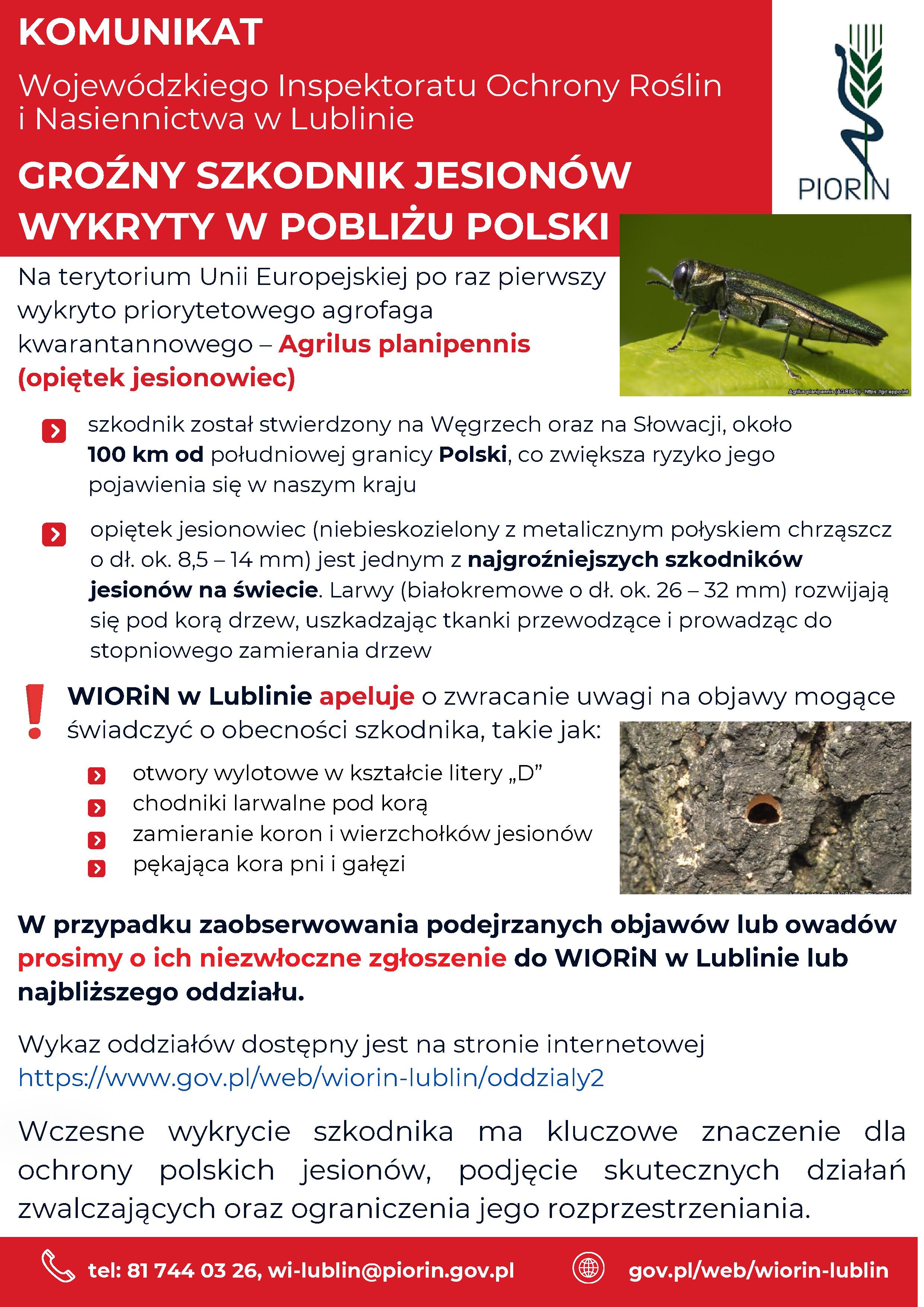 KOMUNIKAT Wojewódzkiego Inspektoratu Ochrony Roślin i Nasiennictwa w Lublinie GROŹNY SZKODNIK JESIONÓW WYKRYTY W POBLIŻU POLSKI - zdjęcie