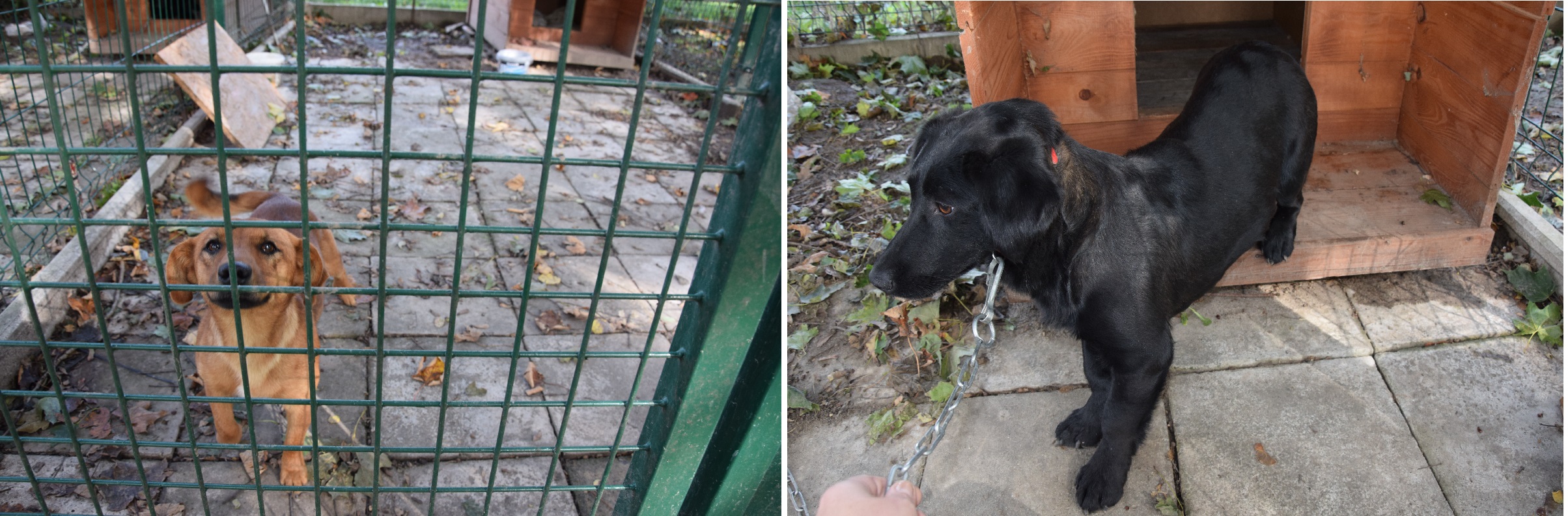 Poszukiwani właściciele psów lub osoby chętne do adopcji