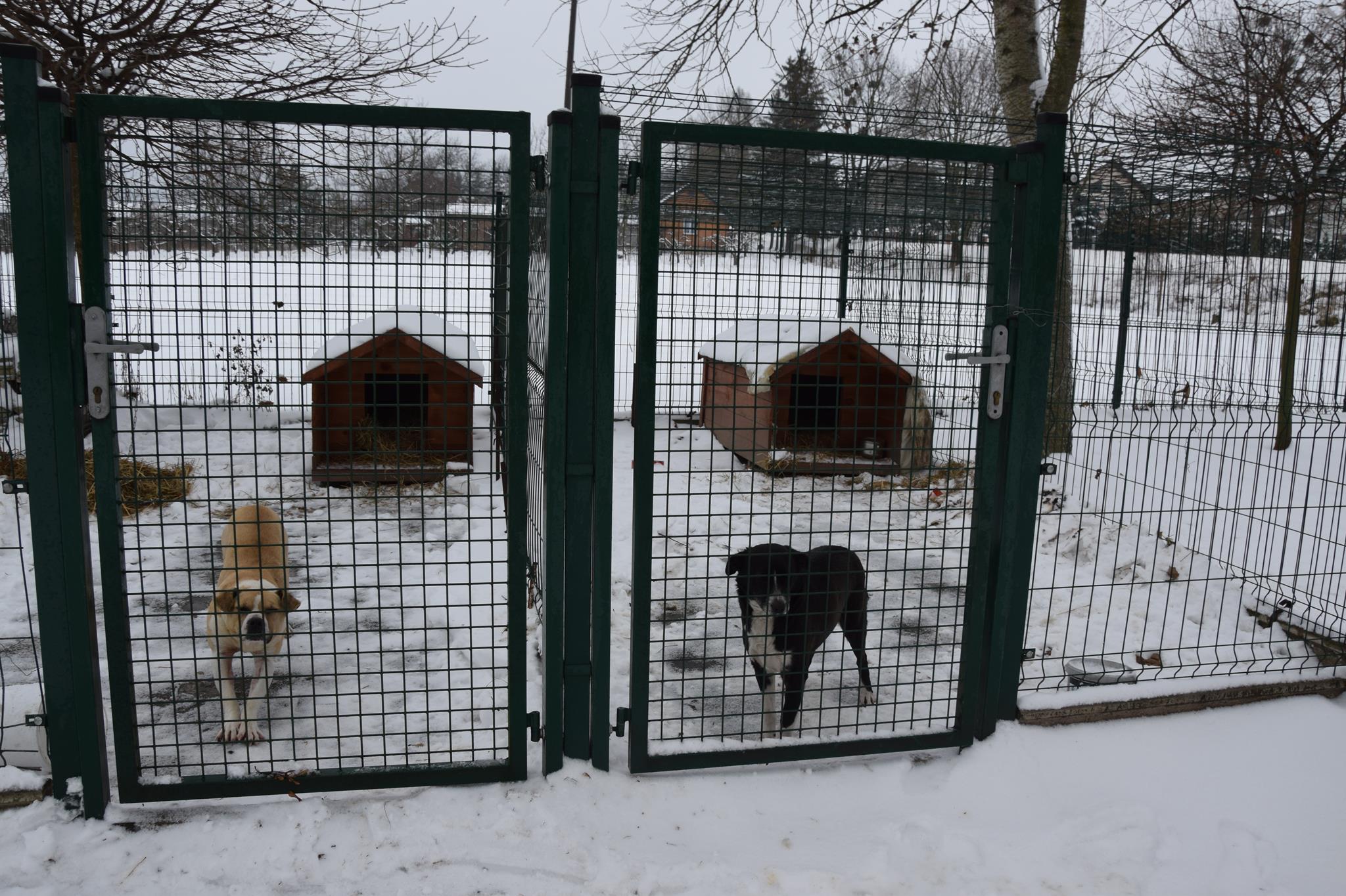Urząd Gminy w Dzierzkowicach poszukuje właścicieli  psów