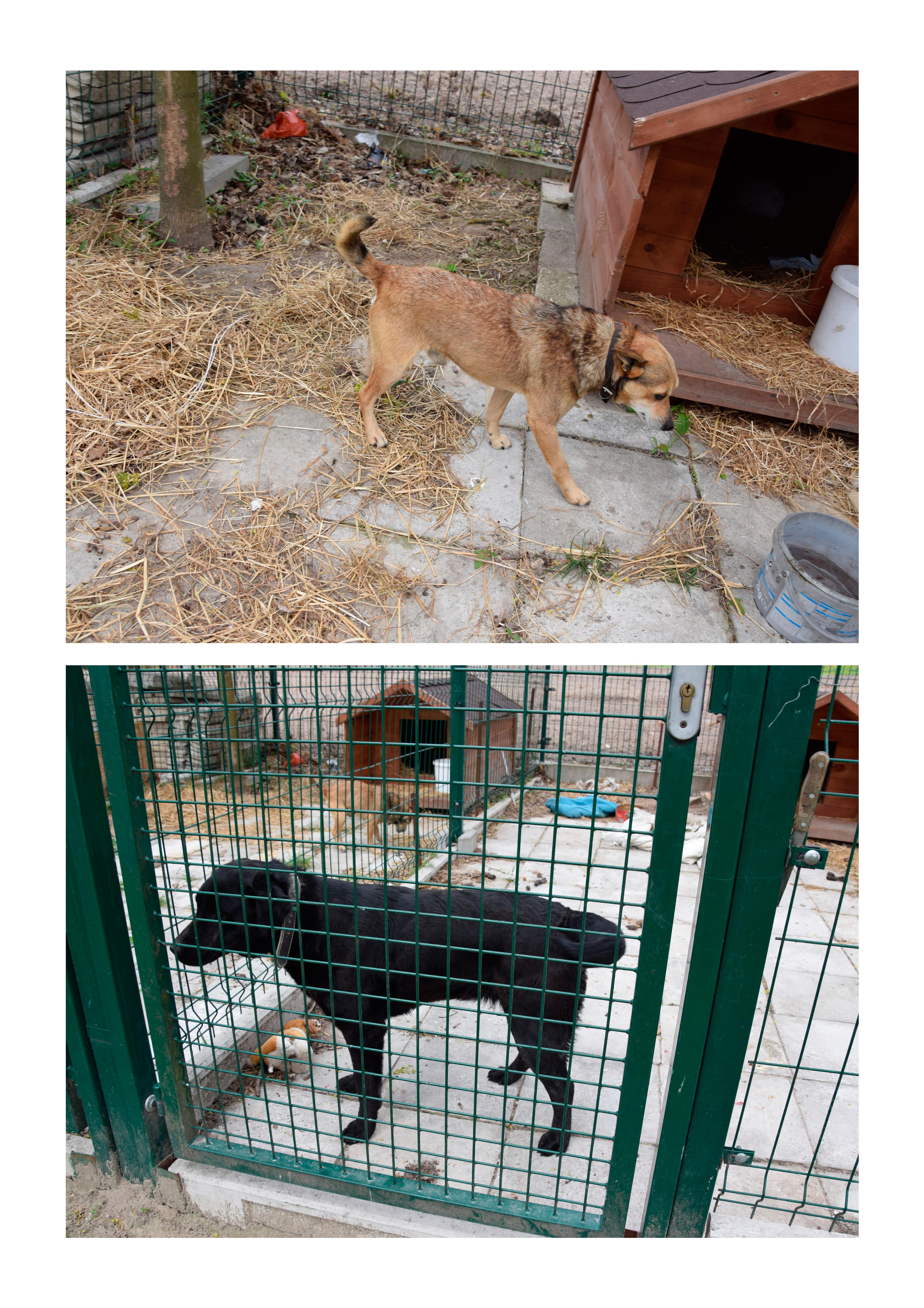 Urząd Gminy w Dzierzkowicach poszukuje właścicieli dwóch psów znalezionych w miejscowości Dzierzkowice – Podwody