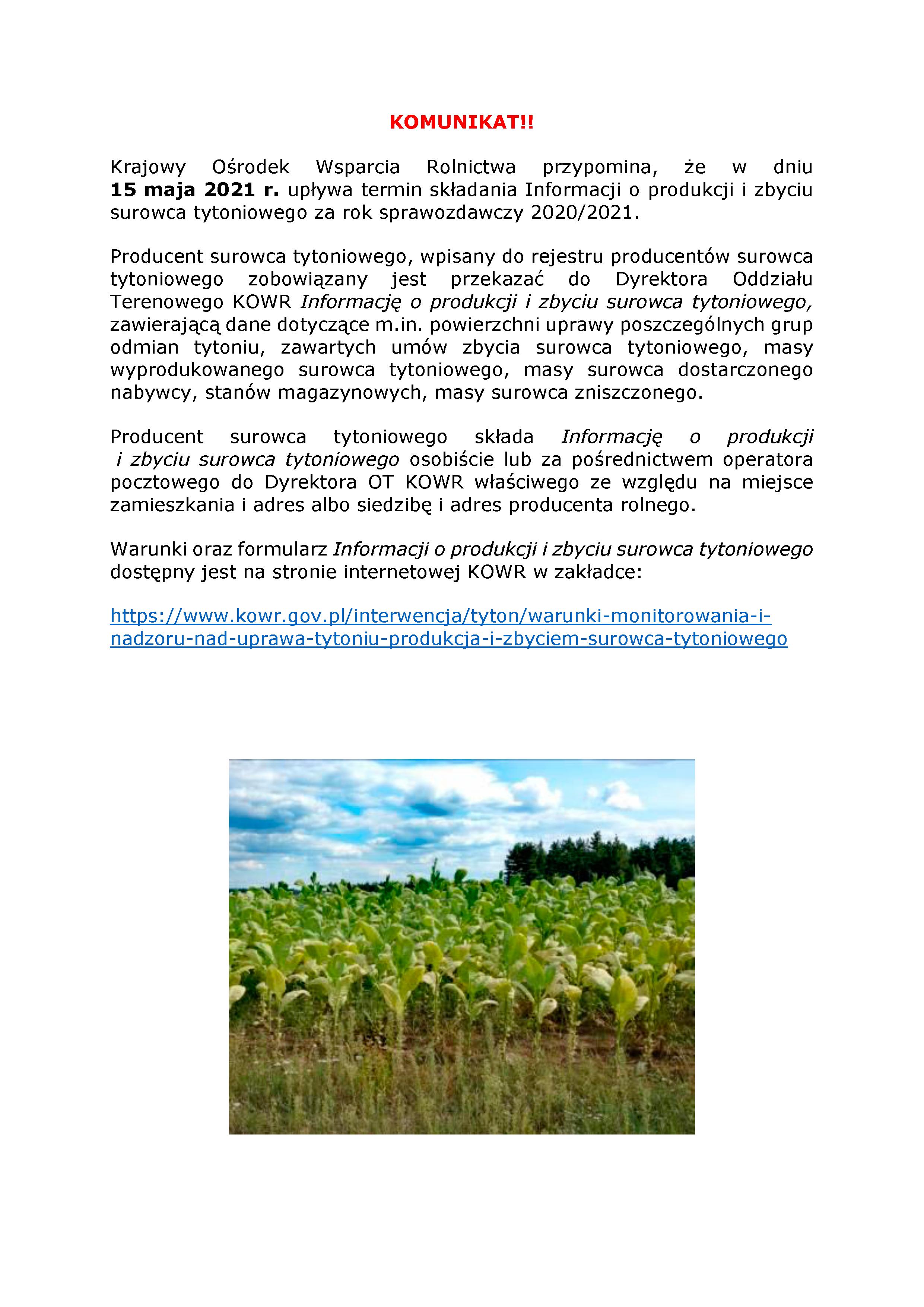 Krajowy Ośrodek Wsparcia Rolnictwa przypomina, że w dniu  15 maja 2021 r. upływa termin składania Informacji o produkcji i zbyciu surowca tytoniowego za rok sprawozdawczy 2020/2021. - zdjęcie
