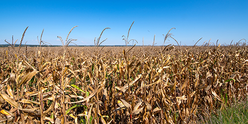 Rolnicy, którzy ponieśli w 2020 r. straty w uprawach spowodowane niekorzystnymi zjawiskami atmosferycznymi, mogą składać wnioski o pomoc